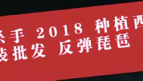 幼稚园杀手 feat 热狗?